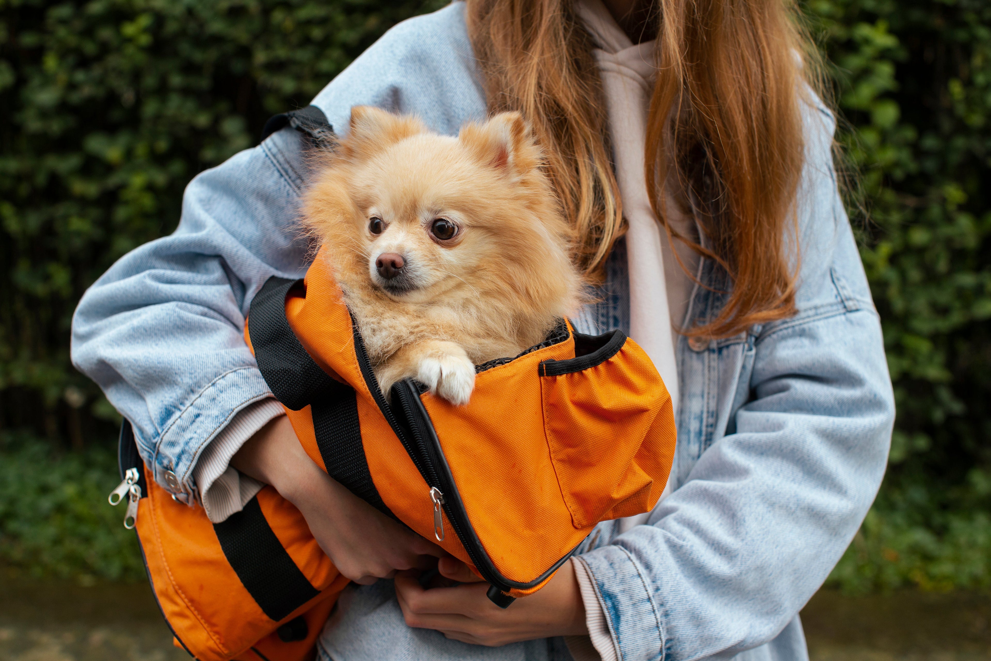 Dog Travel & Outdoor